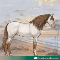 Horse Color:Grullo Roan Pearl 