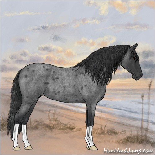 Horse Color:Blue Roan 