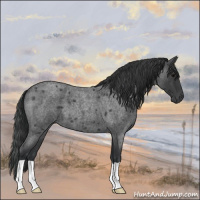 Horse Color:Blue Roan 