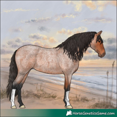 Horse Color:Bay Roan 