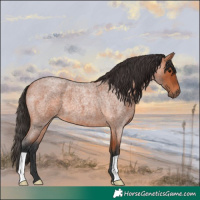 Horse Color:Bay Roan 
