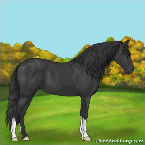 Horse Color:Black 