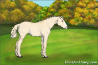Horse Color:Palomino Roan Dun Splash 
