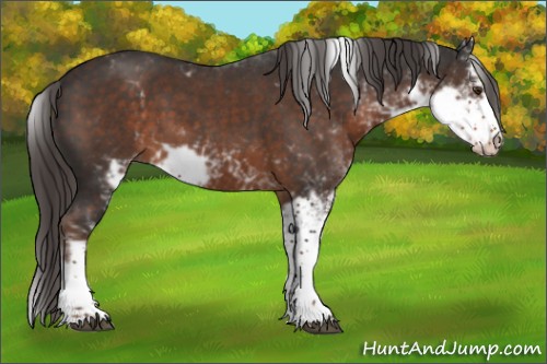 Horse Color:Liver Chestnut Sabino 