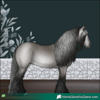 Horse Color:Gray Grullo 