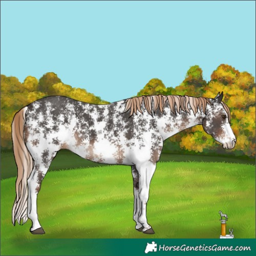 Horse Color:Liver Chestnut Sabino 