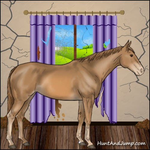 Horse Color:Chestnut Appaloosa