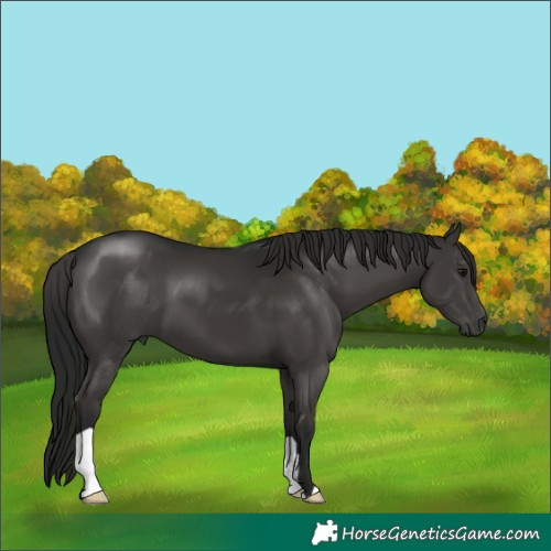 Horse Color:Gray Black 