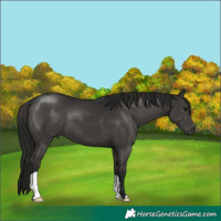 Horse Color:Gray Black 