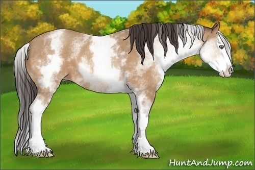 Horse Color:White Spotted Amber Champagne Splash 