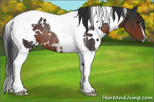 Horse Color:White Spotted Brown Tobiano Rabicano 