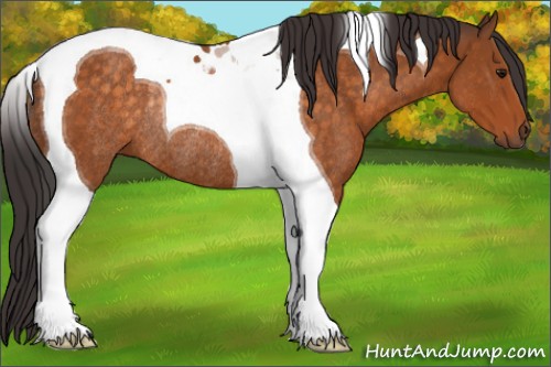 Horse Color:Buckskin Tobiano Rabicano 