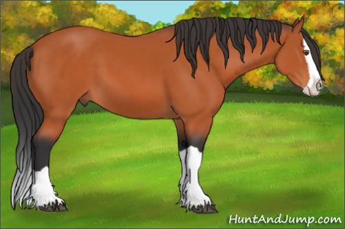Horse Color:Bay Splash 
