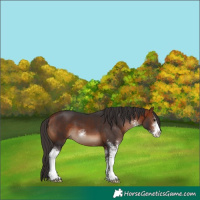 Horse Color:Bay Sabino 