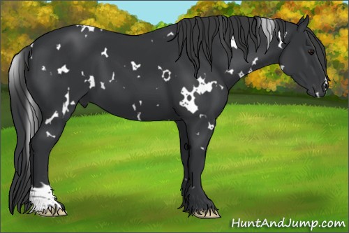 Horse Color:White Spotted Black 