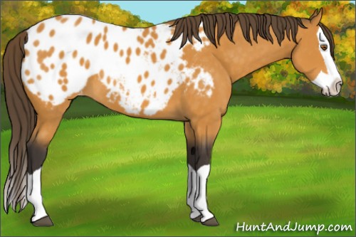 Horse Color:Buckskin Splash Appaloosa 