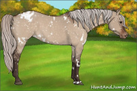 Horse Color:White Spotted Silver Bay Roan Dun Appaloosa 
