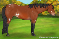 Horse Color:White Spotted Bay 