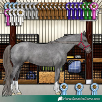 Horse Color:Smoky Black Appaloosa 