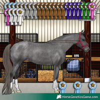 Horse Color:Smoky Black Appaloosa 