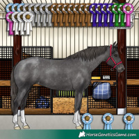 Horse Color:Smoky Black Appaloosa 