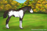 Horse Color:Midnight Bay Ice Onyx Frame
