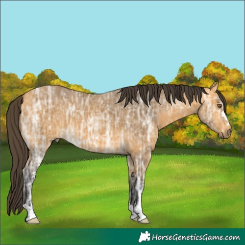 Horse Color:Buckskin Ice 