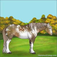 Horse Color:White Spotted Chocolate Palomino