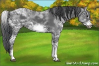 Horse Color:White Spotted Black Ice Frame 