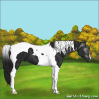 Horse Color:Gray Black Tobiano 
