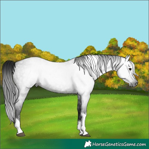 Horse Color:Gray Blue Roan Tobiano 