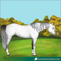 Horse Color:Gray Blue Roan Tobiano 
