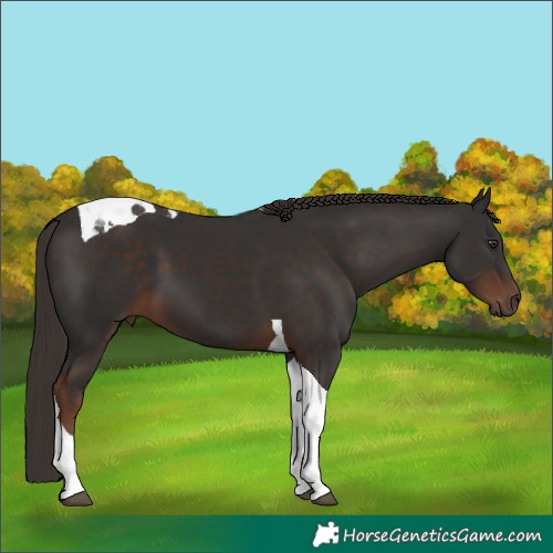 Horse Color:Liver Chestnut Tobiano 