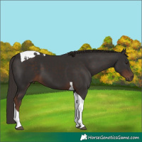 Horse Color:Liver Chestnut Tobiano 