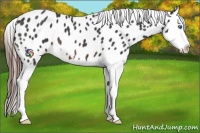 Horse Color:Brown Roan Splash Near Leopard