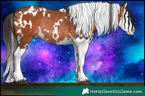 Horse Color:White Spotted Brown Splash Rabicano