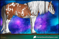 Horse Color:White Spotted Brown Splash Rabicano