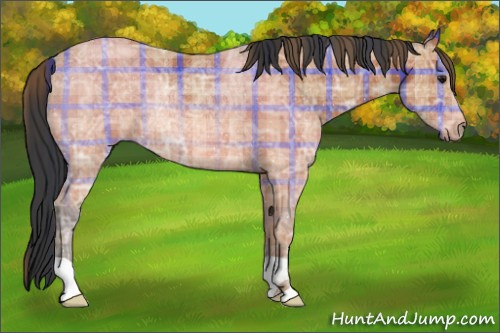 Horse Color:Plaid  Bay Ice Rabicano 
