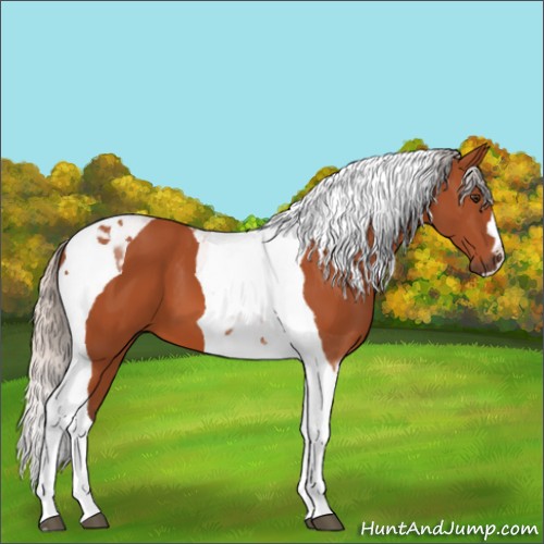 Horse Color:Silver Brown Tobiano 