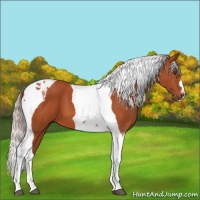 Horse Color:Silver Brown Tobiano 