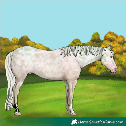 Horse Color:Watercolor Silver Brown Ice 