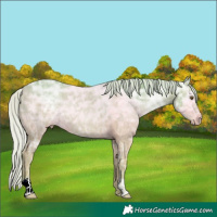 Horse Color:Watercolor Silver Brown Ice 
