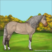 Horse Color:Silver Brown Dun Tobiano 