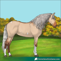 Horse Color:Silver Bay Dun Tobiano 