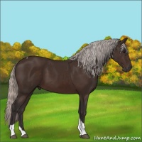 Horse Color:Silver Brown Tobiano