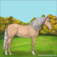 Horse Color:Silver Amber Champagne 