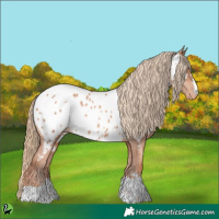 Horse Color:Gold Champagne Appaloosa 