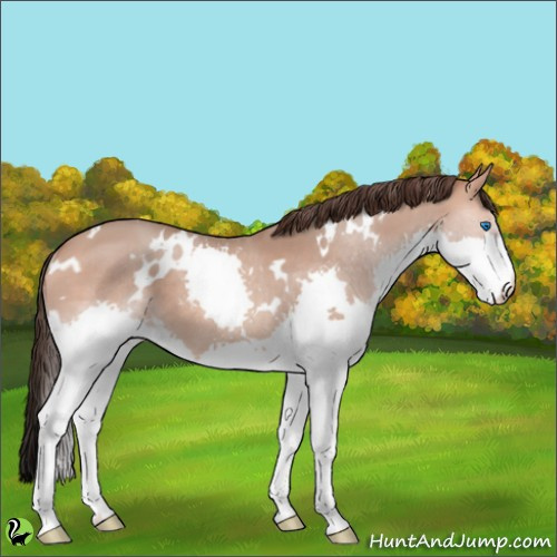 Horse Color:White Spotted Amber Champagne Splash