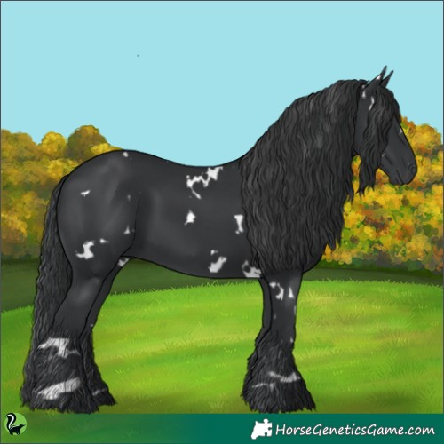 Horse Color:White Spotted Black