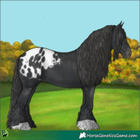 Horse Color:Black Appaloosa